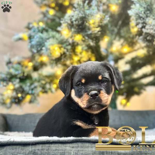 Havoc, Rottweiler Puppy